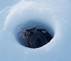 A seal poking his head up through the hole in the sea ice to say ‘hello’.