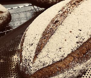 Loaf of sourdough bread on the baking tray straight out of the oven.