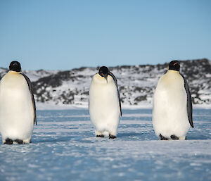 Three Emperor penguins on sea ice near Bandits Hut