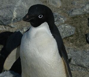Close up of an Adelie penguin