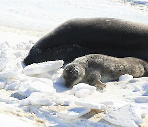 A newly born Weddell seal pup next to its mother.
