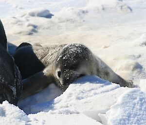 New born pup sucking on a piece of ice with mum close by.