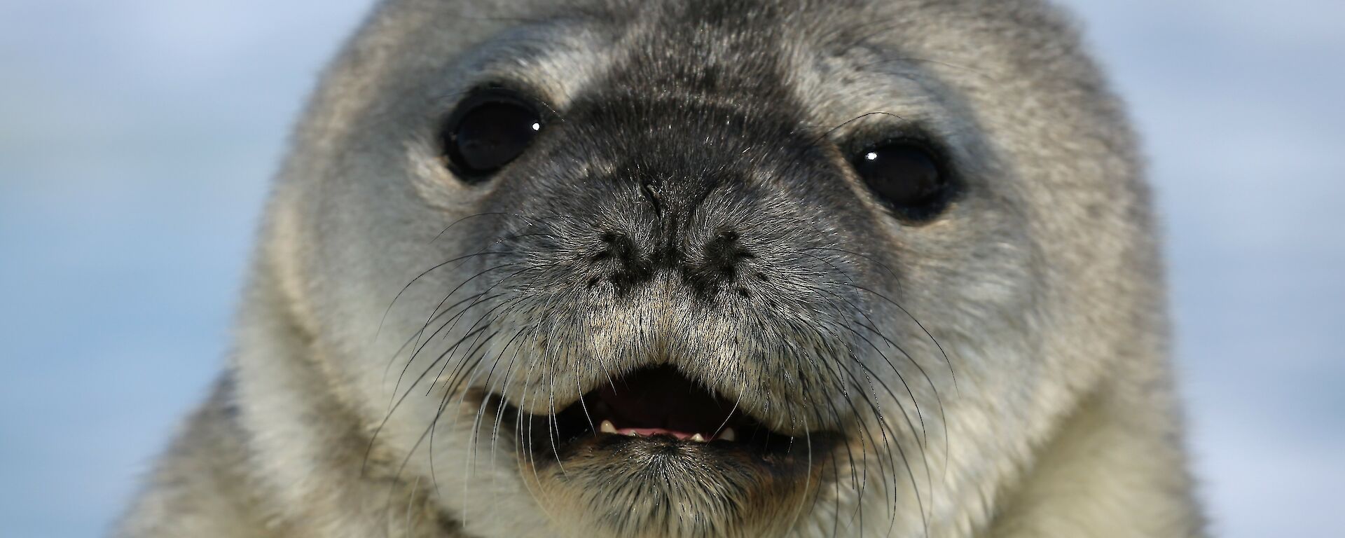 Weddell seal pup