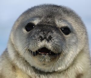 Weddell seal pup