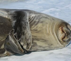 Sleeping Weddell seal