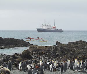 Spirit of Enderby off Sandy Bay: with tourists in kayaks!