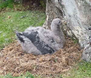 Northern giant petrel chick