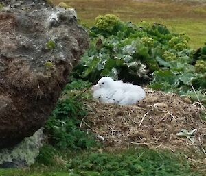 A young northern giant petrel chick, large and fluffy, sits on a huge nest