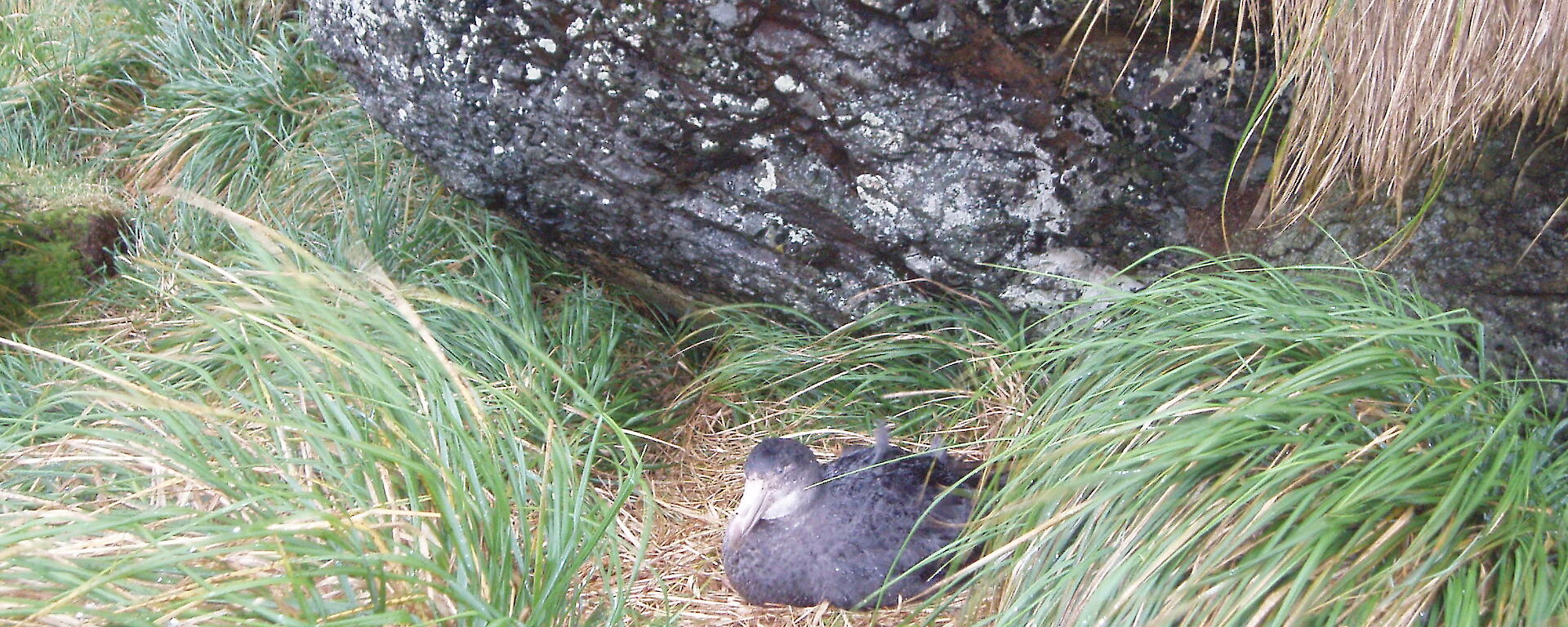 Northern giant petrel adult bird on the nest with an egg in September