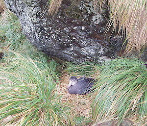 Northern giant petrel adult bird on the nest with an egg in September