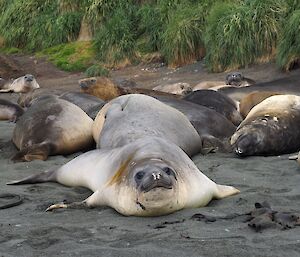 Elephant seals at Sandy Bay