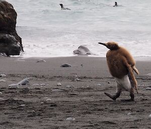 Semi plumed king penguin chick