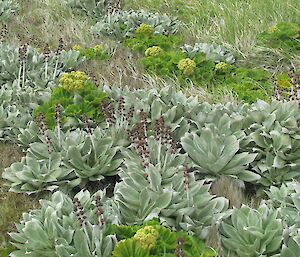 Mega-herbs in summer bloom