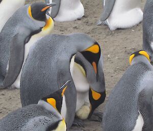 King penguins check their egg close to hatching