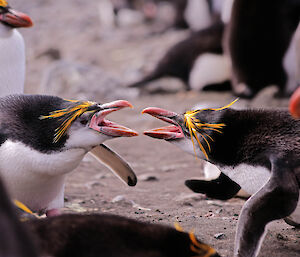 Royal penguins at Bauer Bay face off with beaks open, apparently squawking at one another
