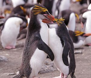 Royal penguins at Bauer Bay show affection by nuzzling beaks