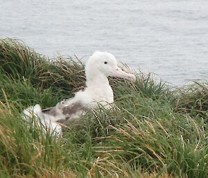 Malnourished wandering albatross chick in grass gazing out over the water