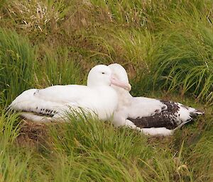 Wandering albatross pair on nest nuzzling neck to neck