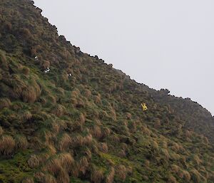 Jarrod, barely noticeable on a hillside amongst tussock grass, points out some grey-headed albatross