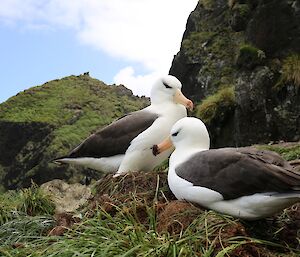 Two serene black-browed albatross sit on a nest