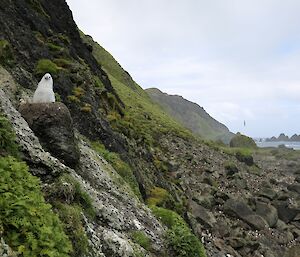 Black-browed albatross chick sticks its head up from a nest on the southwest slopes of Petrel Peak