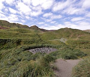 Bauer Bay landscape with tussock grass and in the centre, a patch of sand packed with penguins