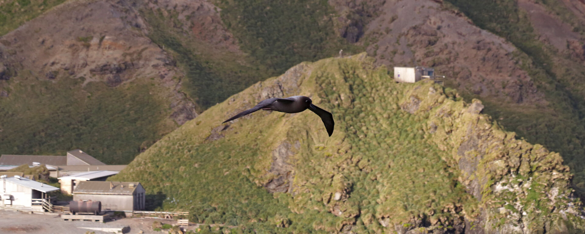 Light mantled sooty albatross flies over the water with a hill and some station buildings in the background