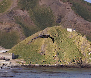 Light mantled sooty albatross flies over the water with a hill and some station buildings in the background