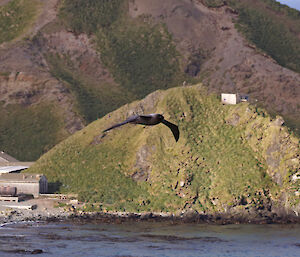 Light mantled sooty albatross flies over the water with a hill and some station buildings in the background