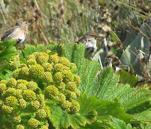 Redpoll finch pair on Stilbocarpa flowers