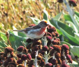 Male redpoll finch on Pleurophyllum flower which looks like it is growing small pom poms