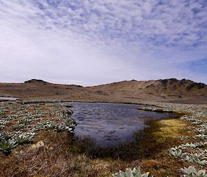 Island Lake track landscape with lake in centre and grass all around, a large hill behind