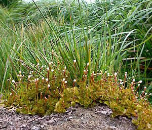 Macquarie Island willowherb (Epilobium pedunculare)