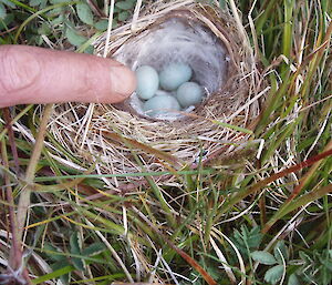 Redpoll finch nest in tussock grass