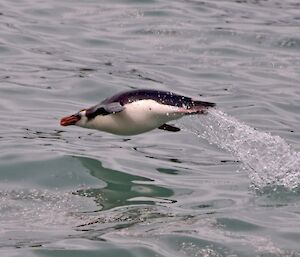 A porpoising royal penguin at Hurd Point