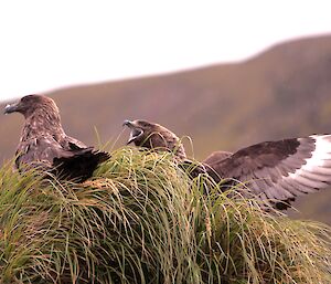 Skuas at Hurd Point