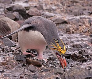 Royal penguin at Hurd Point