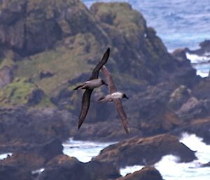 Light-mantled sooty albatross in paired flight