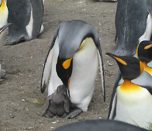 King penguin adult feeding chick