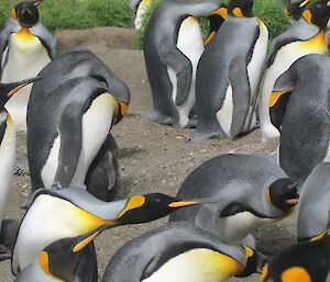 King penguins in the breeding colony