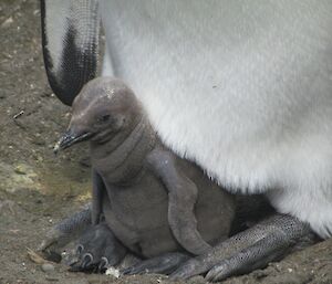 King penguin chick