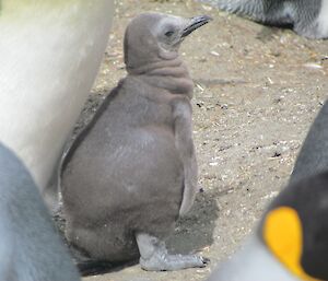 King penguin chick