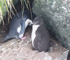 Rockhopper penguin chick