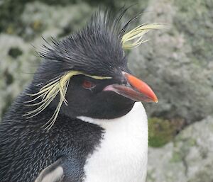 Adult rockhopper penguin