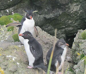 Rockhopper penguin family
