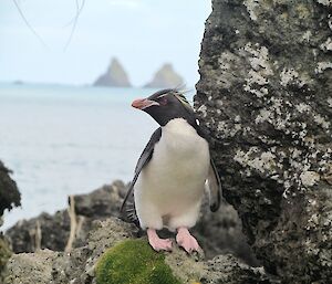 Rockhopper penguin looking sideways at camera is perched on a rock with ocean in background