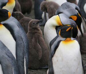 King penguin chicks and adults milling around