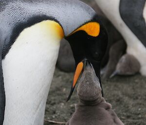 King penguin feeding chick
