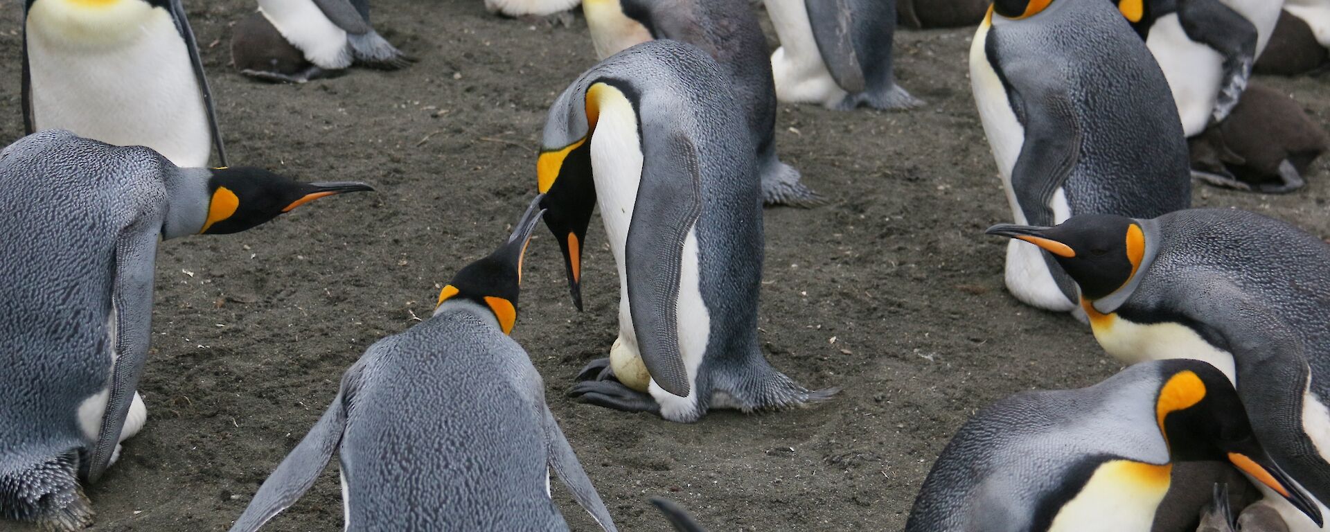 King penguin with egg on its feet, surrounded by other penguins in various states