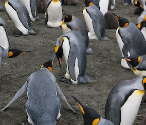 King penguin with egg on its feet, surrounded by other penguins in various states